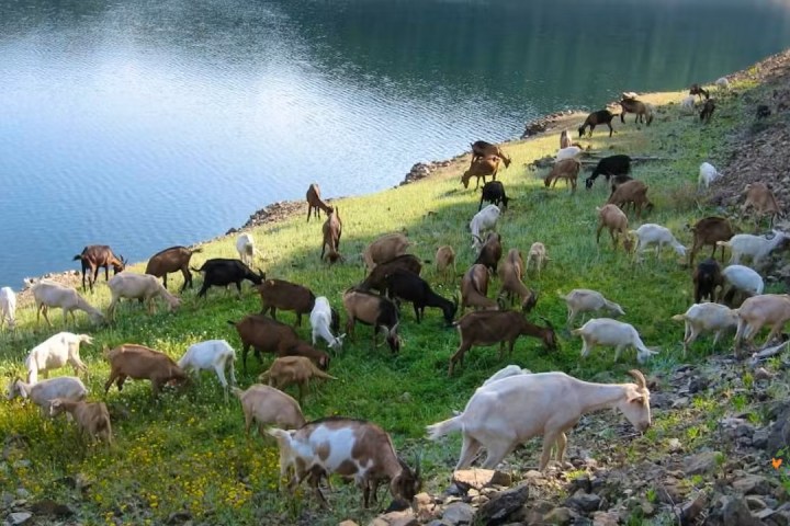 Goat farm experience in Central Portugal with goats in rural countryside