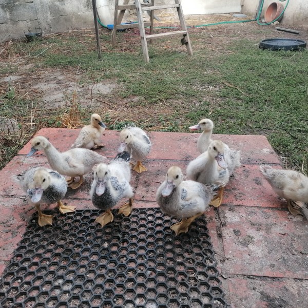 Group of ducklings on a patio with grass and a ladder in the background.