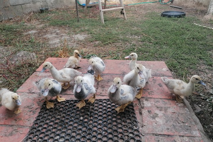 Group of ducklings on a patio with grass and a ladder in the background.
