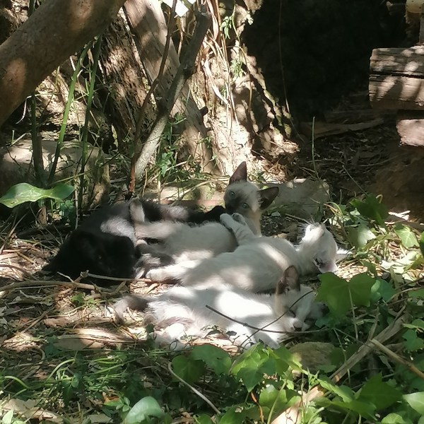 Goat farm experience in Central Portugal with goats in rural countryside