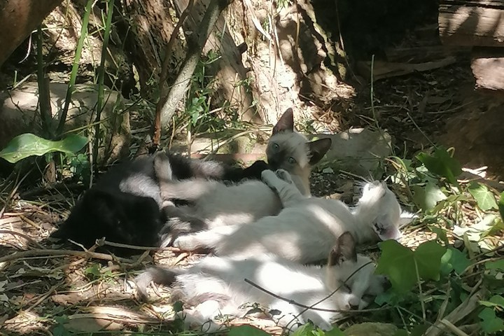 Goat farm experience in Central Portugal with goats in rural countryside