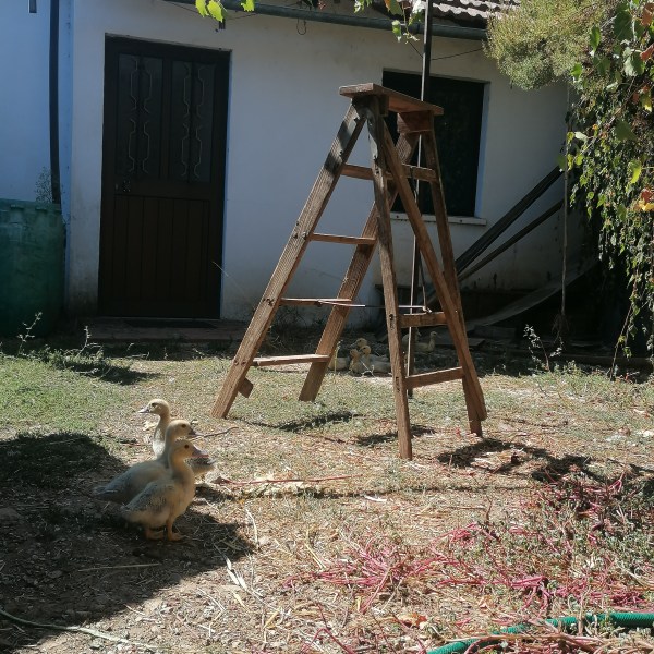 Wooden ladder and ducklings in a yard by a building with green foliage.