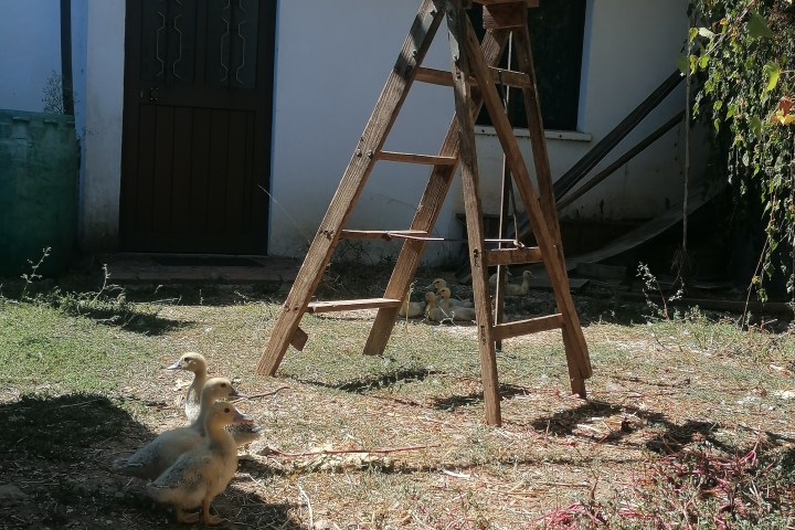 Wooden ladder and ducklings in a yard by a building with green foliage.
