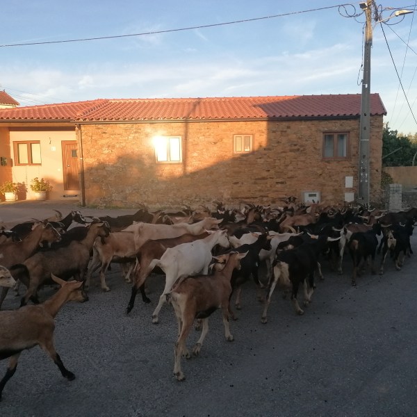 A herd of goats walks on a road near a stone house with a red roof, led by a person with a backpack.