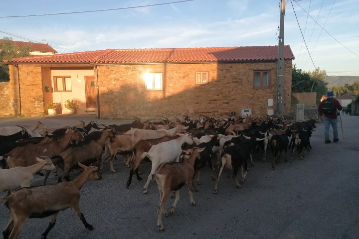 A herd of goats walks on a road near a stone house with a red roof, led by a person with a backpack.