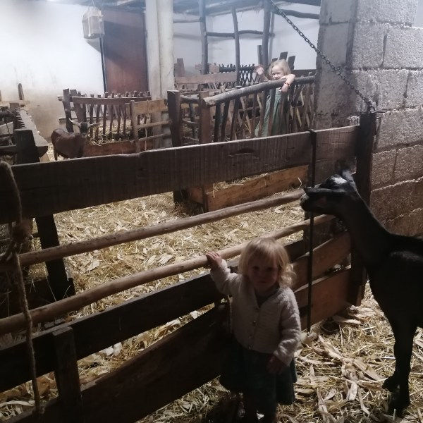 Goat farm experience in Central Portugal with goats in rural countryside