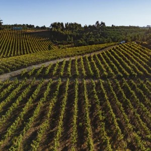 Vineyard picnic with cheese and wine Tejo region