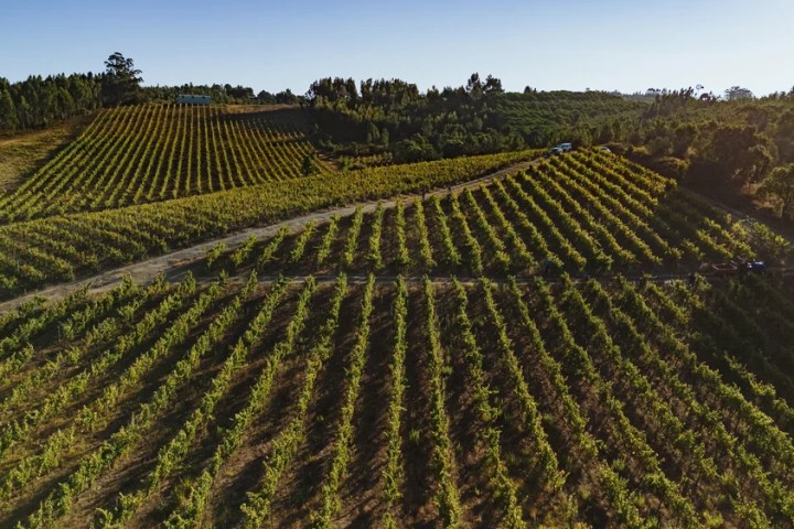 Vineyard picnic with cheese and wine Tejo region
