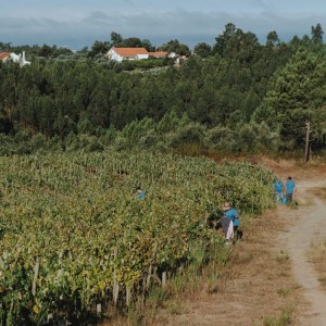 Romantic vineyard picnic with wine in Tomar Portugal