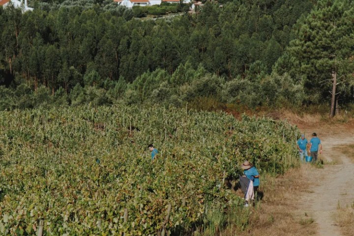 Romantic vineyard picnic with wine in Tomar Portugal