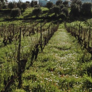 Romantic vineyard picnic with wine in Tomar Portugal