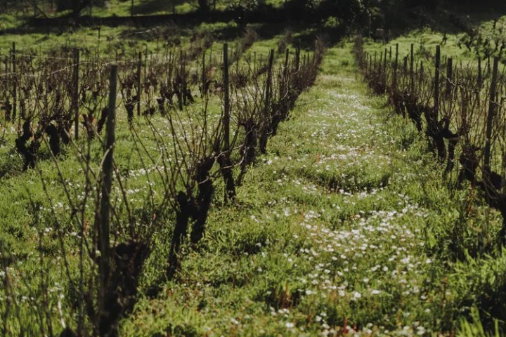 Romantic vineyard picnic with wine in Tomar Portugal