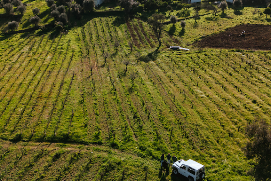 Aerial view of a vineyard with a white car and people, near a village and forested hills.