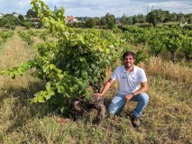 Man kneeling beside a vine in a vineyard under a cloudy sky.
