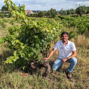 Man kneeling beside a vine in a vineyard under a cloudy sky.