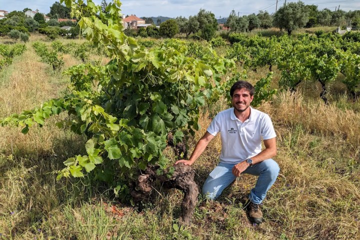 Man kneeling beside a vine in a vineyard under a cloudy sky.