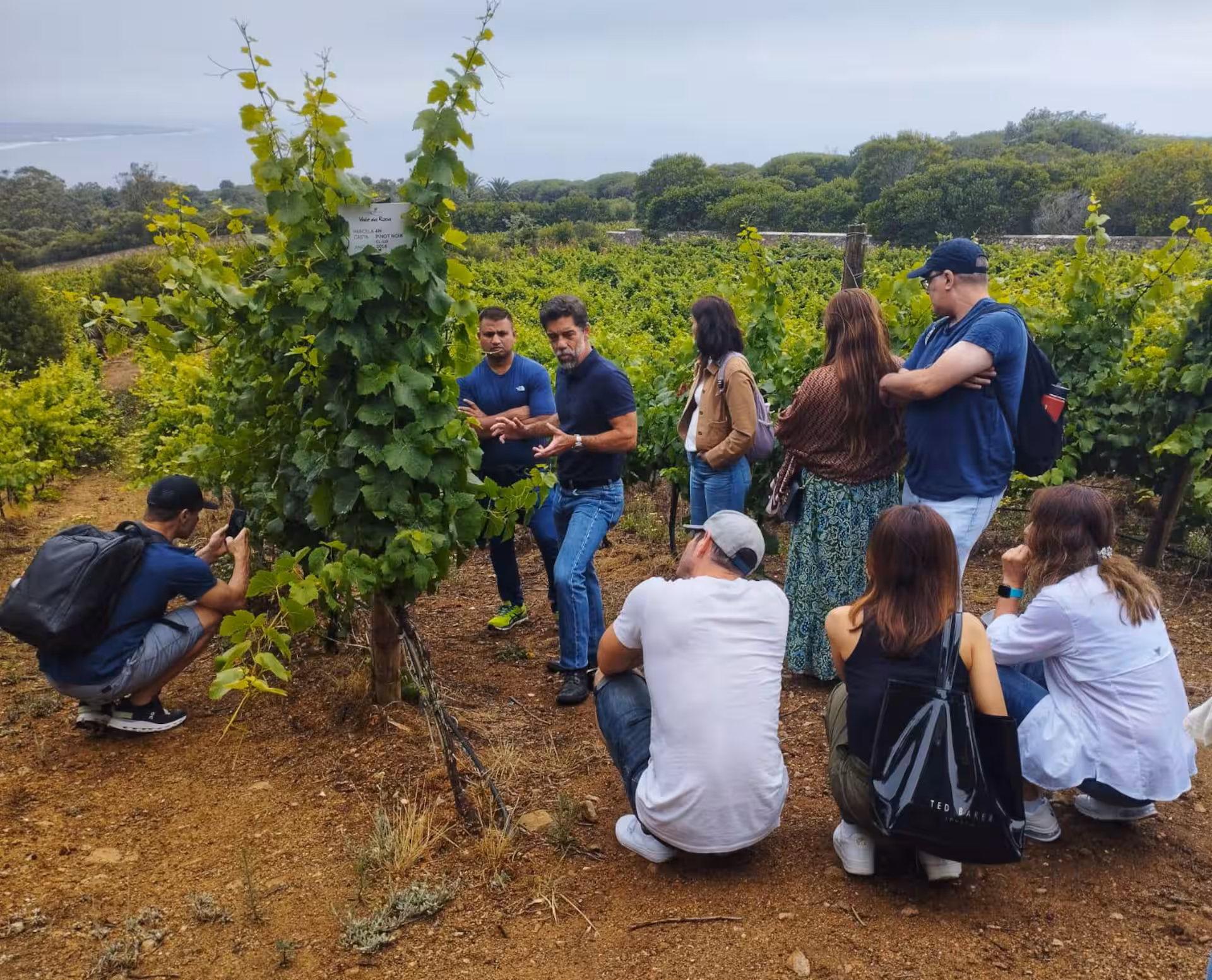 vineyard walk in oeiras portugal wine tour