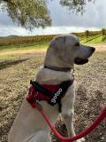 Yellow Lab in red harness sitting under tree near vineyard