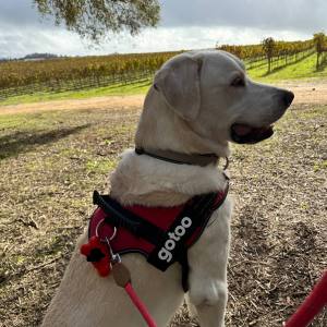 Yellow Lab in red harness sitting under tree near vineyard
