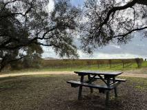 Grape vines close up portugal vineyard