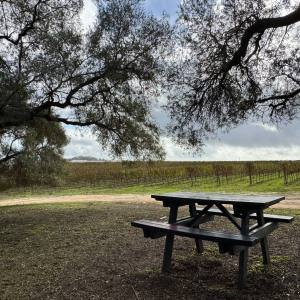 Grape vines close up portugal vineyard