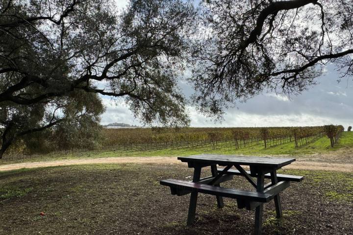 Grape vines close up portugal vineyard