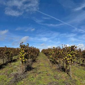 Grape vines close up portugal vineyard