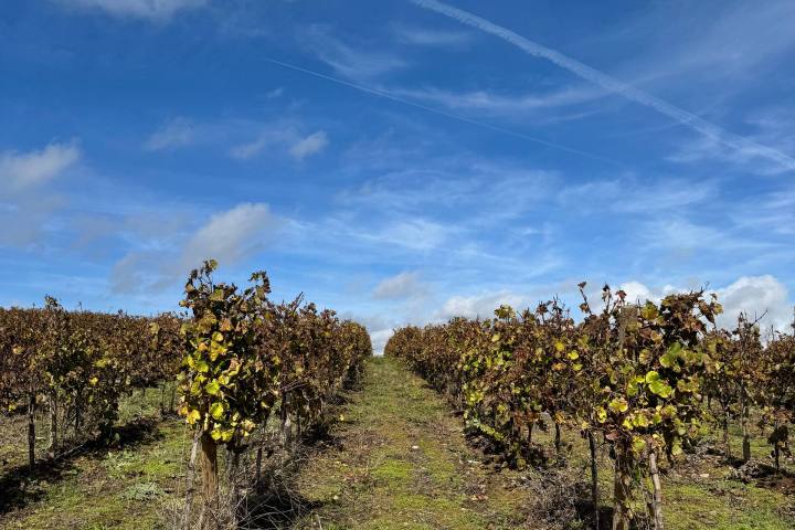 Grape vines close up portugal vineyard