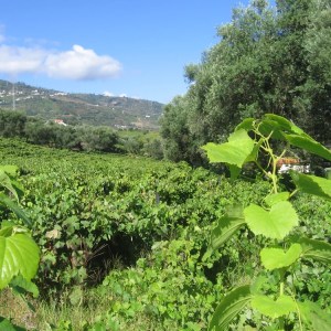 Lush vineyard with hills in the background and a blue sky.
