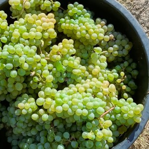 A large black bowl filled with bunches of green grapes on dry grass.