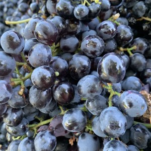 Close-up of a bunch of dark purple grapes with a shiny surface.