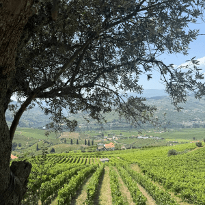 Vineyard landscape under tree shade, overlooking distant hills and sky.