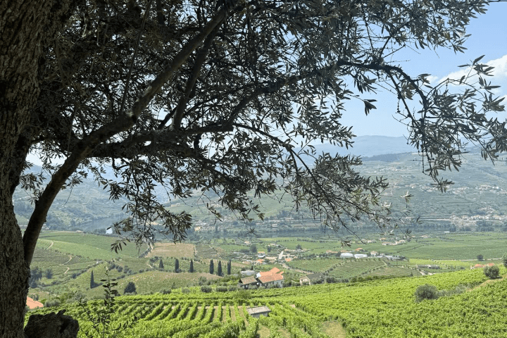 Vineyard landscape under tree shade, overlooking distant hills and sky.