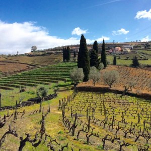 Douro Valley vineyard views winery experience Portugal