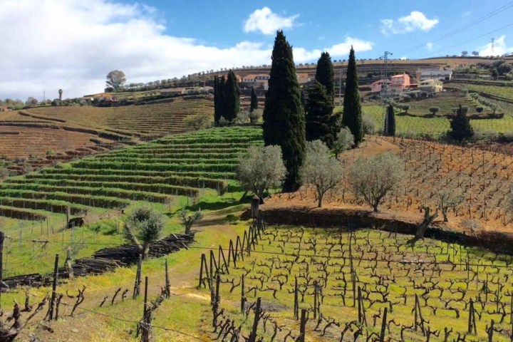 Douro Valley vineyard views winery experience Portugal