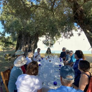 Olive oil tasting experience in Évora countryside