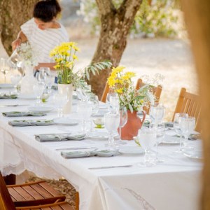 Traditional olive grove in Alentejo near Évora