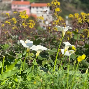 White flowers in foreground with blurred buildings and yellow flowers in background.