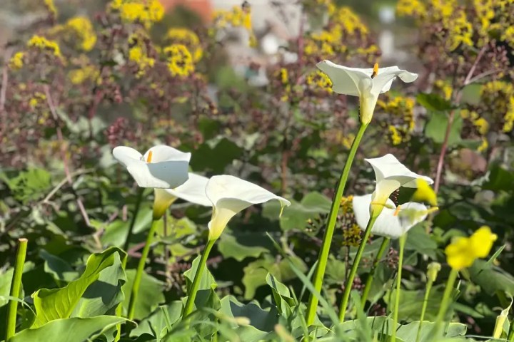 White flowers in foreground with blurred buildings and yellow flowers in background.