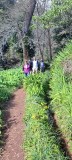 Levada hiking path Madeira mountains