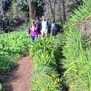 Levada hiking path Madeira mountains
