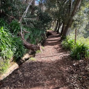 Madeira levada walk forest trail nature