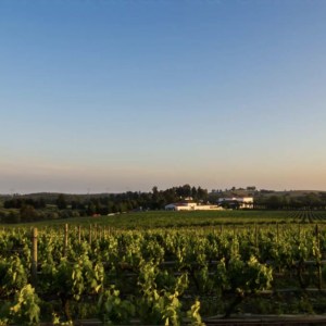 Vineyard tour at Herdade da Calada Alentejo