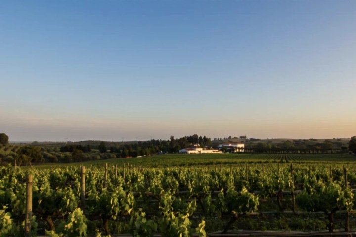 Vineyard tour at Herdade da Calada Alentejo