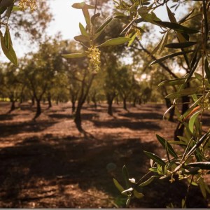 Olive trees in a sunlit grove with leaves and branches in the foreground.