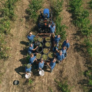 Grape harvest experience in Tomar Portugal