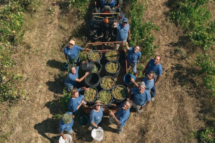 Grape harvest experience in Tomar Portugal