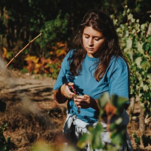 Grape harvest experience in Tomar Portugal