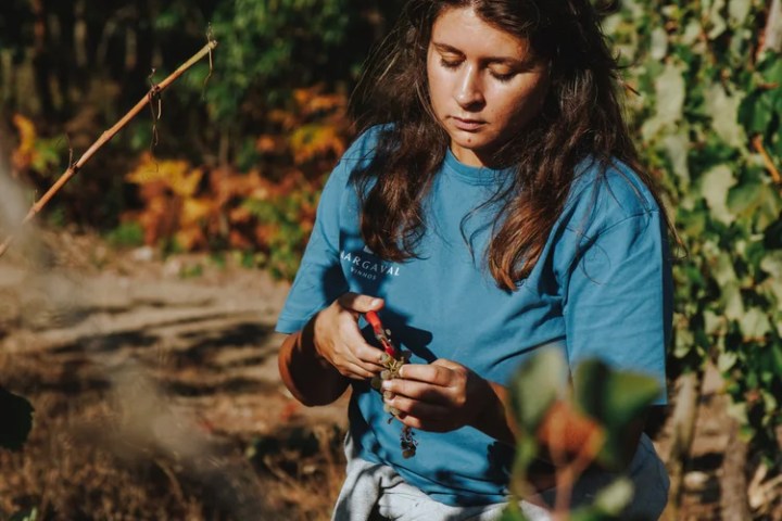 Grape harvest experience in Tomar Portugal
