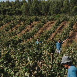 Grape harvest experience in Tomar Portugal